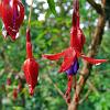Chilco (Fucsia) - native